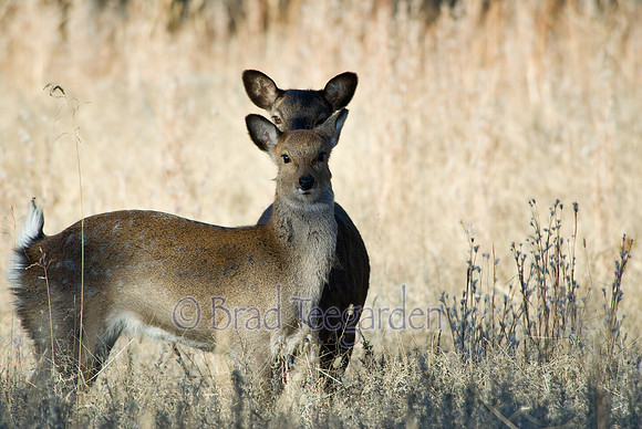 Doe and Fawn