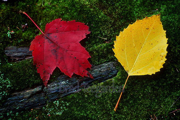 Autumn Leaves