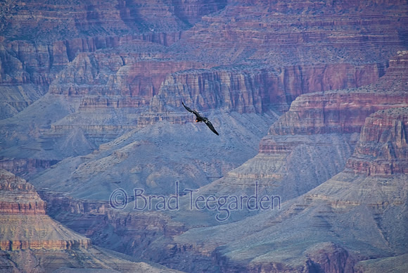 Condor in Grand Canyon