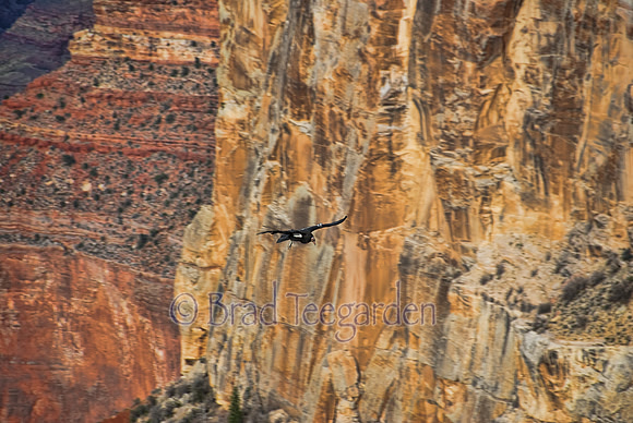 Condor in Grand Canyon