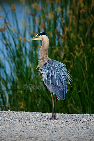 Great Blue Heron, San Joaquin Wildlife Refuge